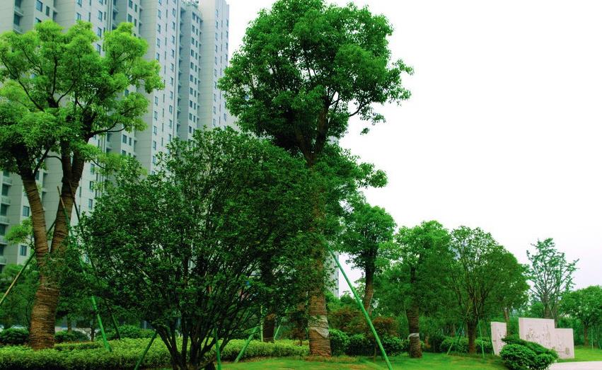 什么是園林綠化？園林綠化的概念是什么？